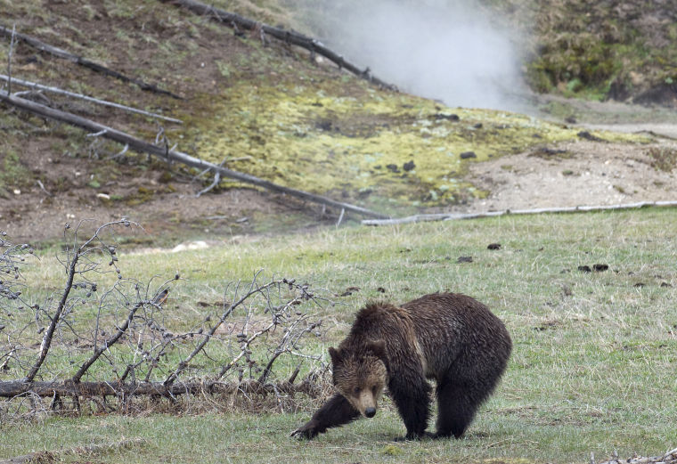 Grizzly bear